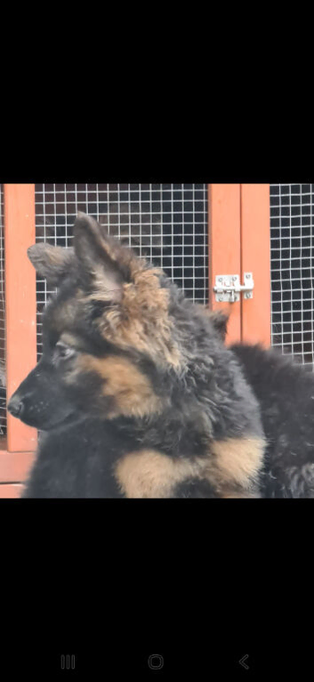 Gorgeous German Shepherd puppies (only boys now available)