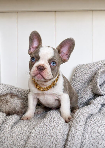 KC reg frenchie pups