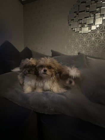 Shih Tzu imperial puppies
