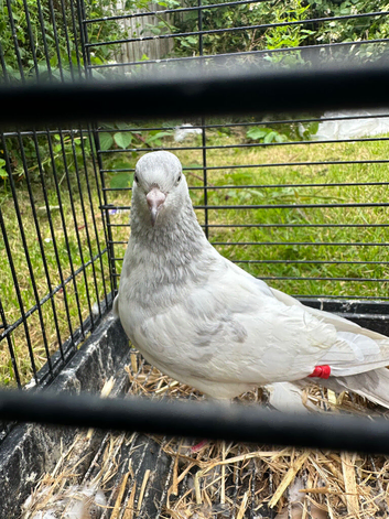 High Flyer Pigeon, Healthy and Active