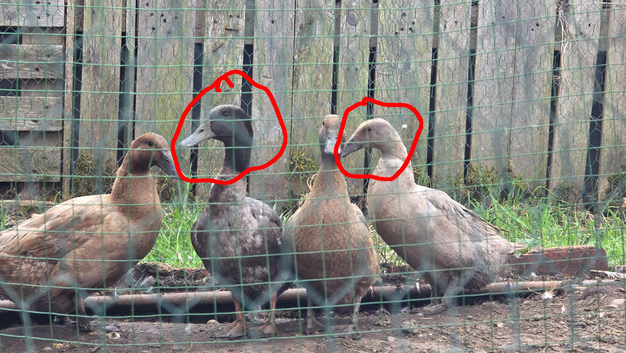 Khaki Campbell x Indian runner ducks