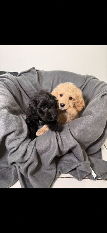 Cockapoo pups READY TO LEAVE