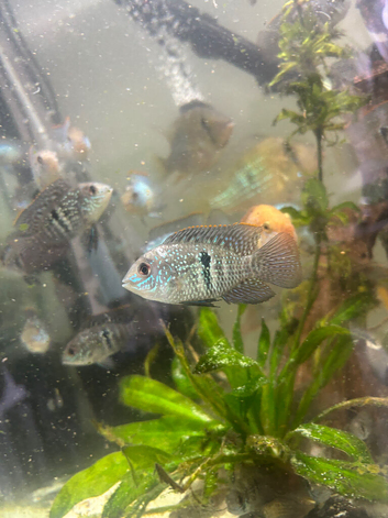Acaras