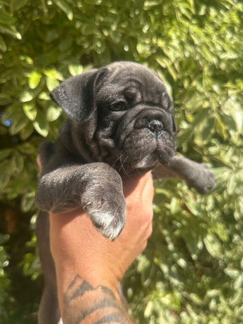 Last Pug Puppy Female ready to leave for her forever home.