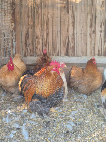 Pekin hatching eggs and chicks