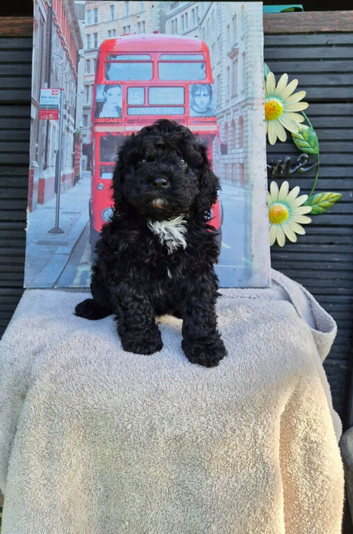 STUNNING CAVAPOO boy with blue eyes!