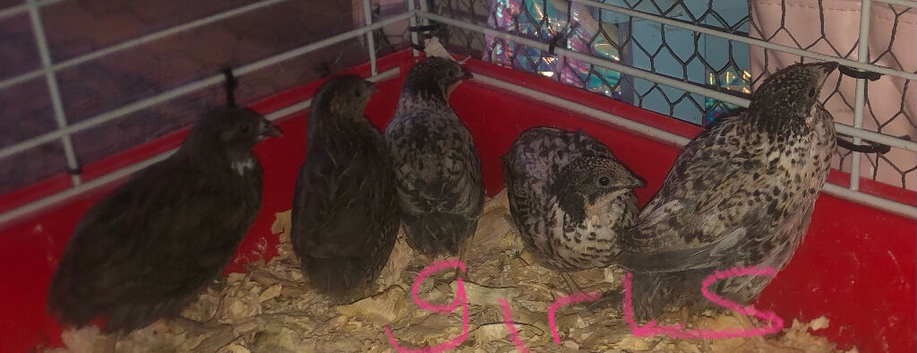 SEXED QUAILS/CHINESE PAINTED BUTTONS !