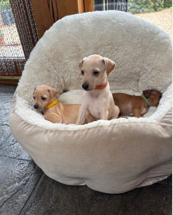 Gorgeous litter Italian greyhound