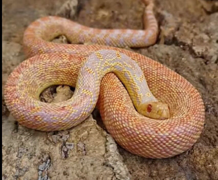 Male Albino Golpher Snake with viv