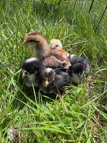 Week old hybrid chicks