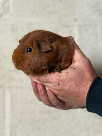 2 Boar guinea pigs