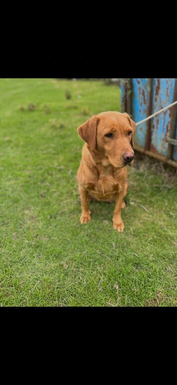 Labrador 4 years old