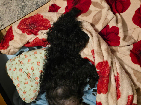 Lovely black maltipoo