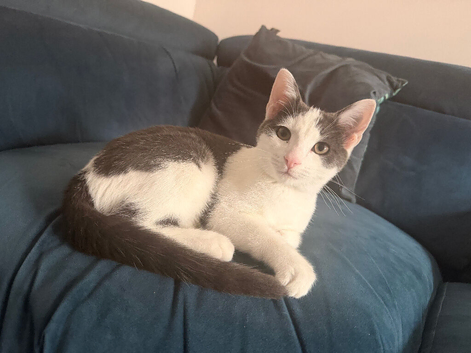 Sweet & Playful 6-Month-Old Kitten Looking for Loving Home