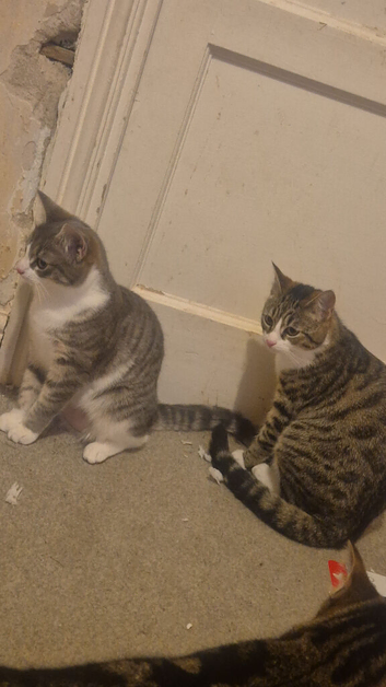 Kittens for sale