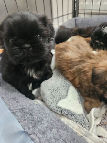 Shihtzu puppys