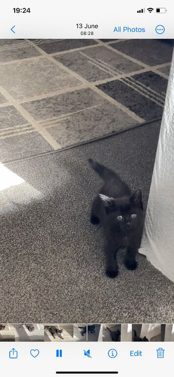 Kittens