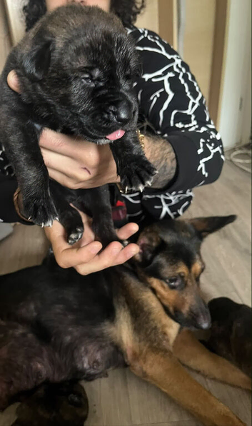 3 Female Cane Corso Cross