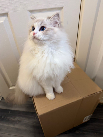 Female and kittens Bi colour European