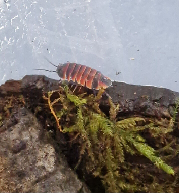 Ember bee Isopods
