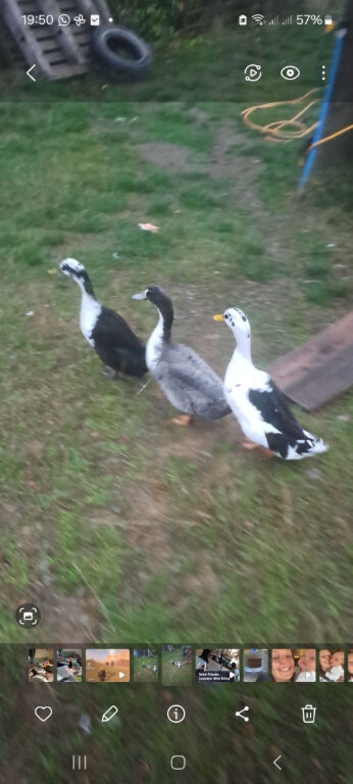 Runner duck drakes