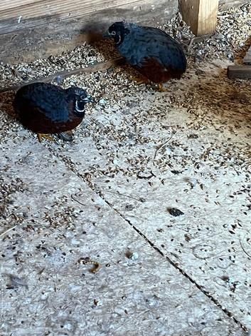 Quail