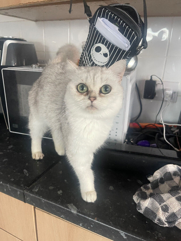 British shorthair kitten