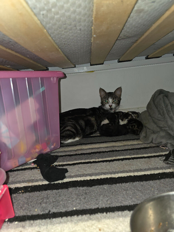 9 kittens