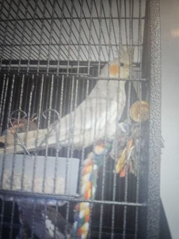 Cockatiel for sale