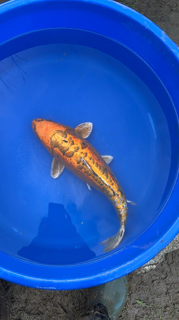 Koi carp, 50cm Doitsu ogon