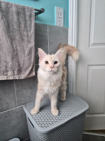 Mainecoon 7 months