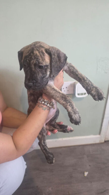 American bully dog