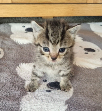Kittens available to reserve