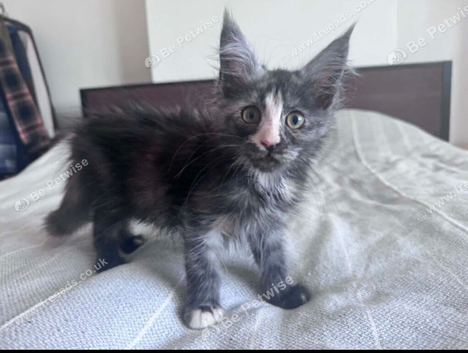!!!urgent!!! Beautiful smoke torti maincoon