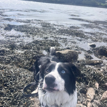Desperate home needed