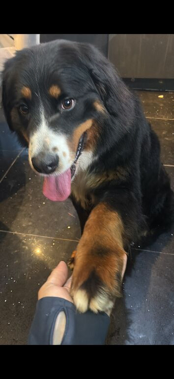 Gorgeous 1 year old Bernese female