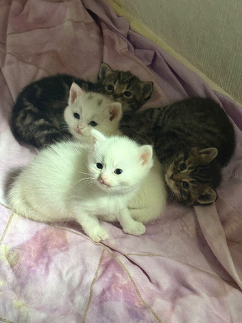 Kitties for sale