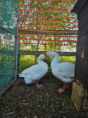 Embden geese pair