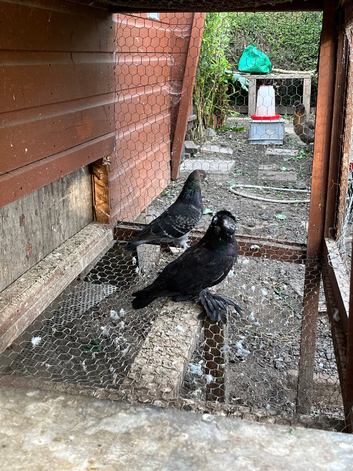Pair of German crested trumpeters