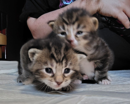 Luxury perdoll kittens