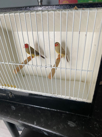 Star finches