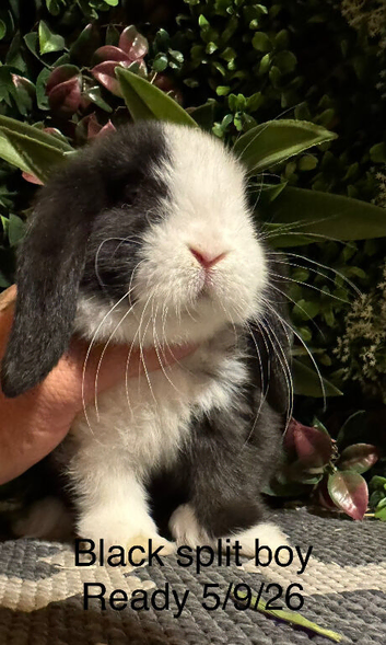 Pure bred mini lops