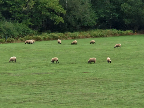 Suffolk weather lambs.