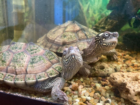Map Turtles For Sale
