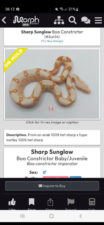 Sharp sunglow boa