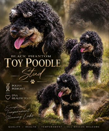 Black phantom toy poodle for stud