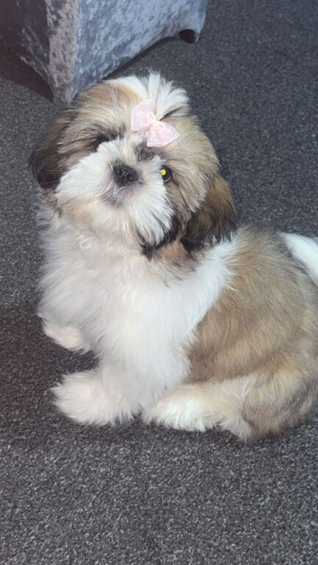 shih tzu