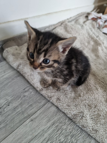 Kittens for sale