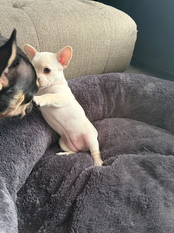 French bulldog x chihuahua puppies