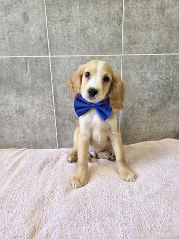 Superb cocker spaniel puppies